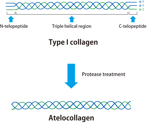 collagen_atelocollagen