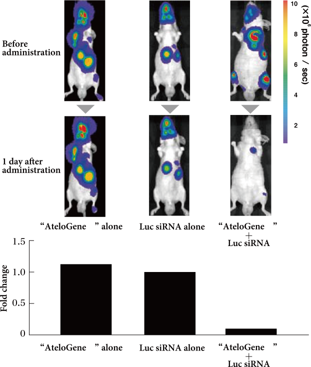In Vivoトランスフェクションatelogene Systemic Use 株式会社高研