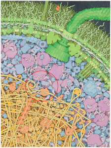 E. coliの細胞内模式図。DNAとタンパク質からなる核様体（黄色とオレンジ）、細胞質（青と紫）、細胞膜(緑)。