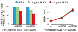 HUVECへのFK506添加