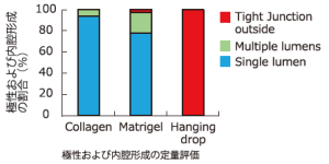 極性および内腔形成の定量評価