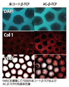 hMSCを播種して7日目の未コートβ-TCPおよびAC-β-TCPの免疫染色像
