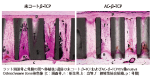 ラット頭頂骨と骨膜の間へ移植後3週目の未コートβ-TCPおよびAC-β-TCPのVillanueva Osteochrome Bone染色像。[C：頭蓋骨、n：新生骨、b：血管、f：線維性結合組織、p：骨膜]