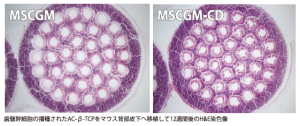 歯髄幹細胞の播種されたAC-β-TCPをマウス背部皮下へ移植して12週間後のH&E染色像