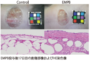 EMPB投与後17日目の創傷部像およびHE染色像