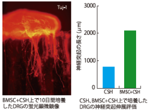 BMSC+CSH上で10日間培養したDRGの蛍光顕微鏡像と神経突起伸展評価