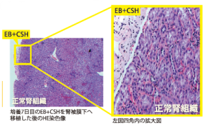 培養7日目のEB+CSHを腎被膜下へ移植した後のHE染色像