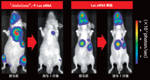 Luciferase siRNA投与によるルシフェラーゼ発現抑制