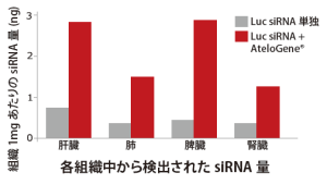 各組織中から検出されたsiRNA量